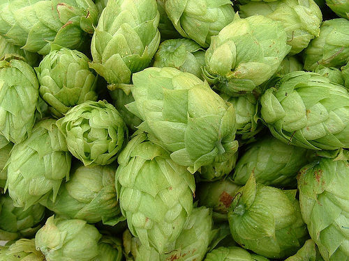  호프? 홉? 맥주의 핵심, 홉( Hops)을 알아보자.