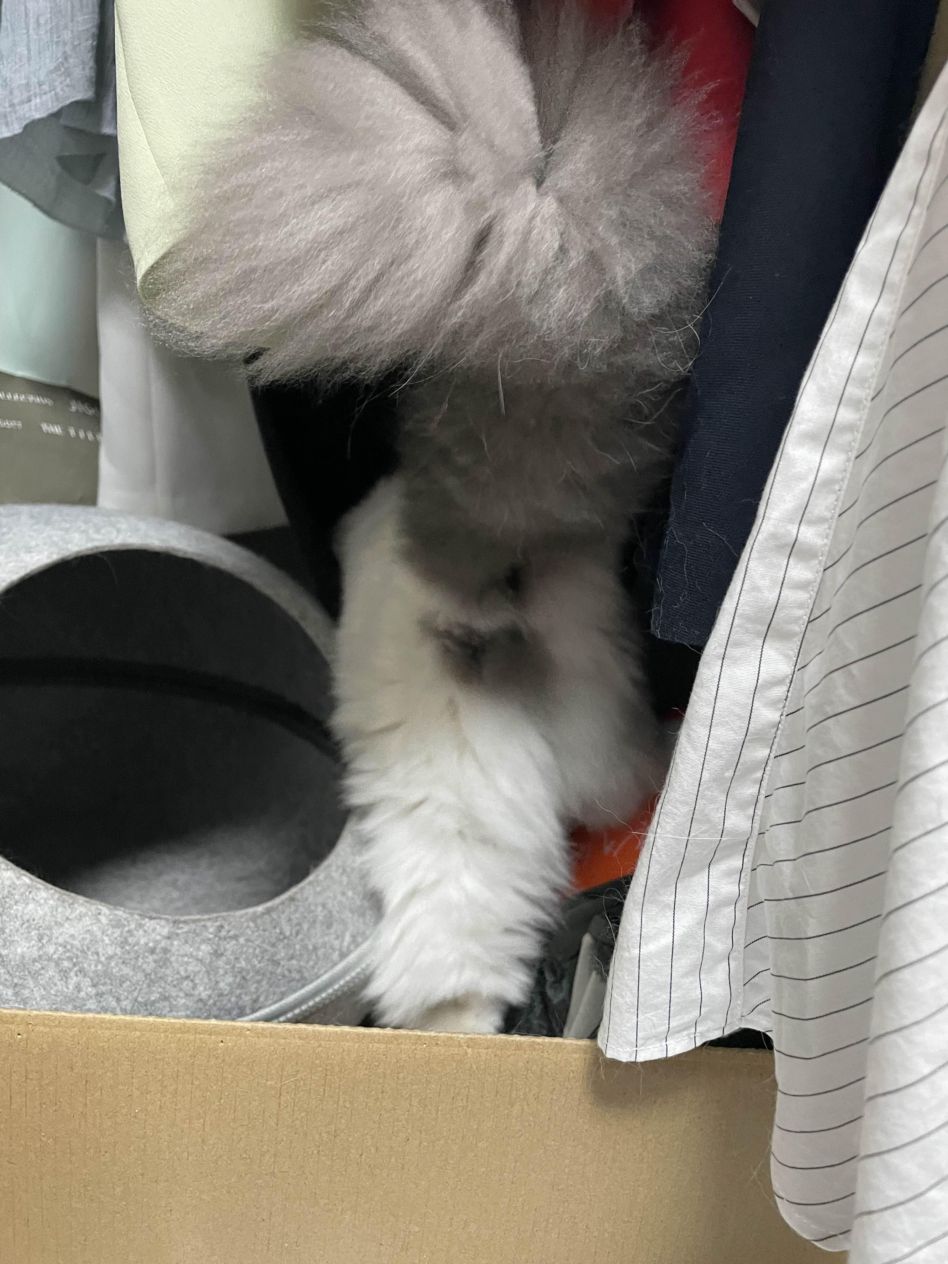  고양이 꼬리로 알아보는 고양이 상태