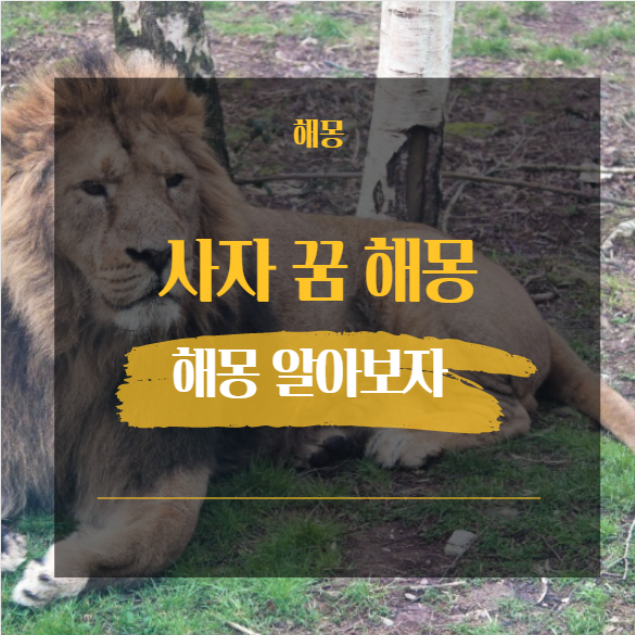  사자 꿈 해몽 모음 38가지 / 물리는 노는 죽이는 달리는 무리 도망
