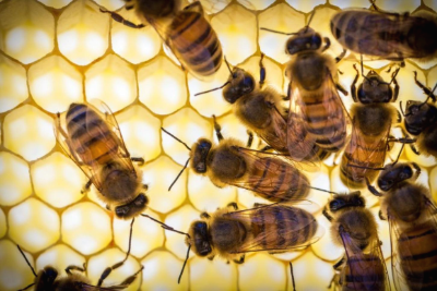 [꿀벌 실종사건] 꿀벌들은 왜 사라졌을까? 무슨일이 생긴걸까?