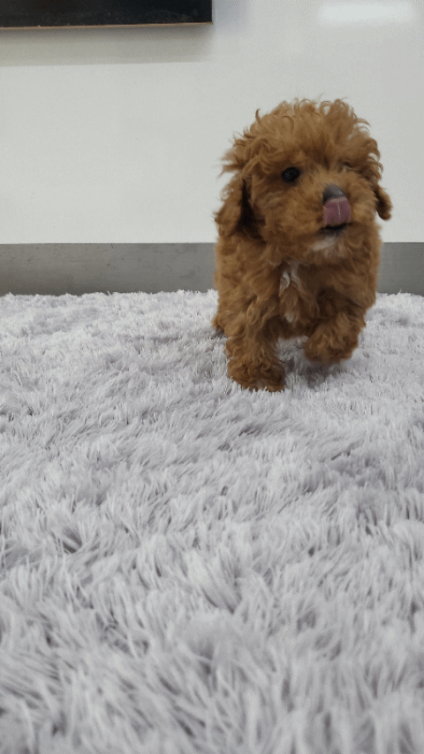  푸들분양 포토샵없는 실사진으로 확인하세요
