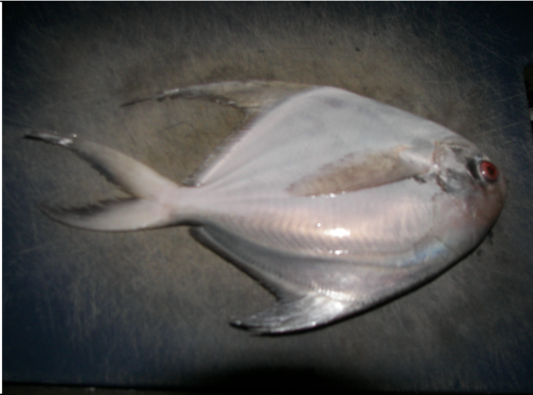 말레이시아 이주기(말레이시아에는 어떤 생선이 있을까? 2007.12.28)