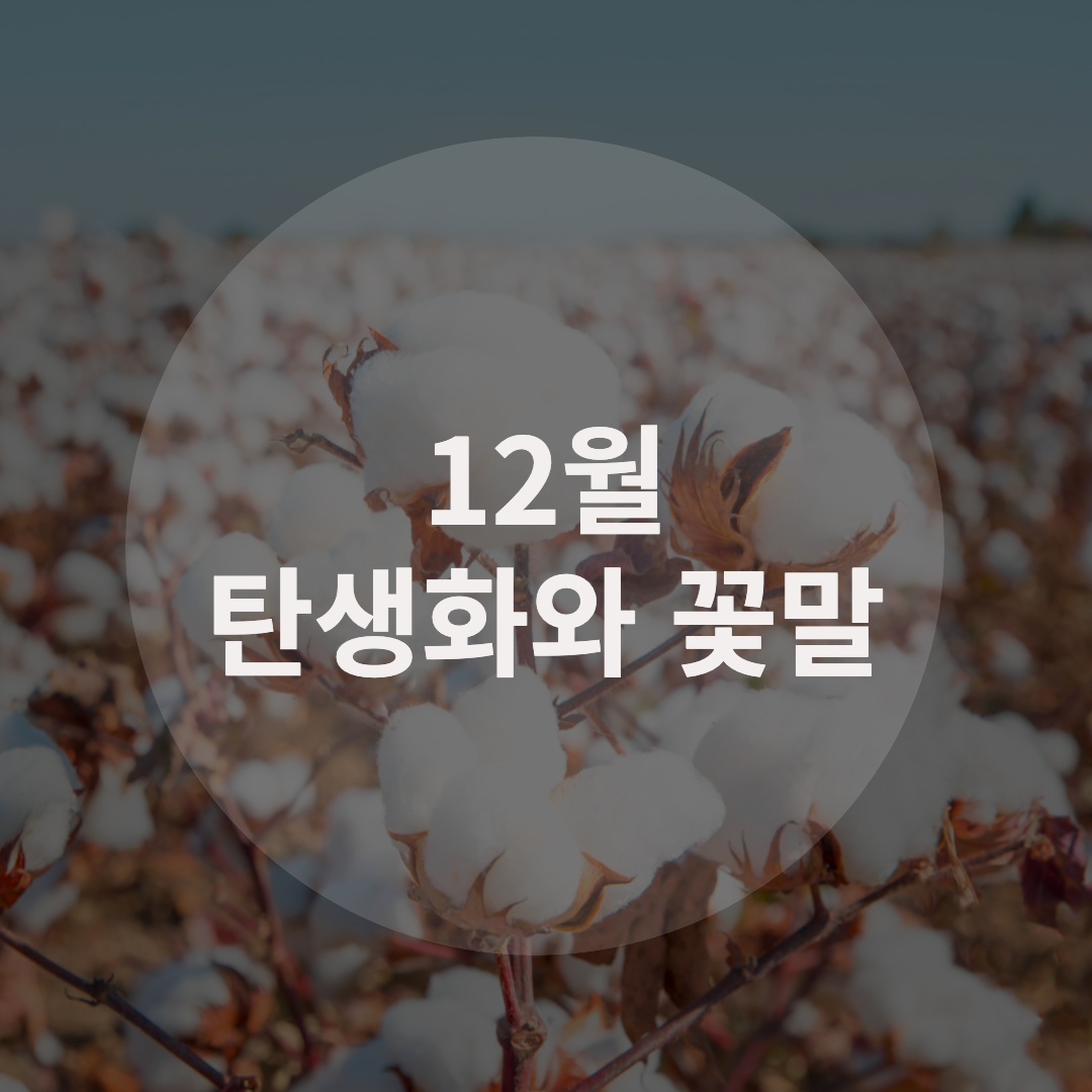  12월 탄생화와 꽃말 알아보기