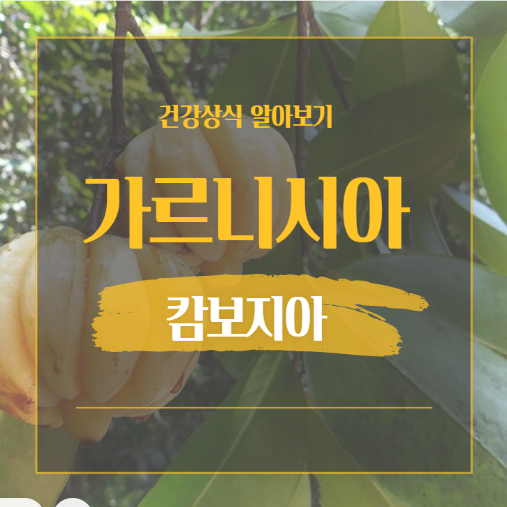  가르시니아캄보지아 부작용, 효능 필요 정보 알려드려요.