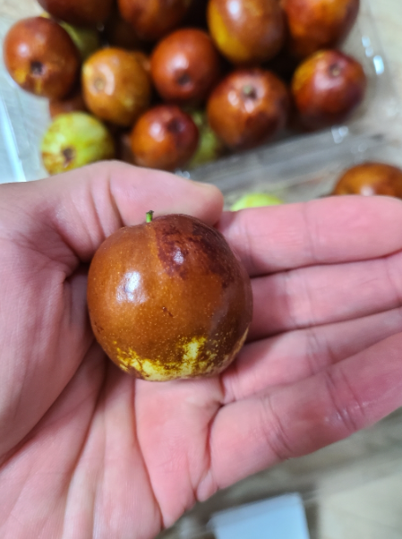  가을철 대추 한번 드셔보세요 정말 맛있어요
