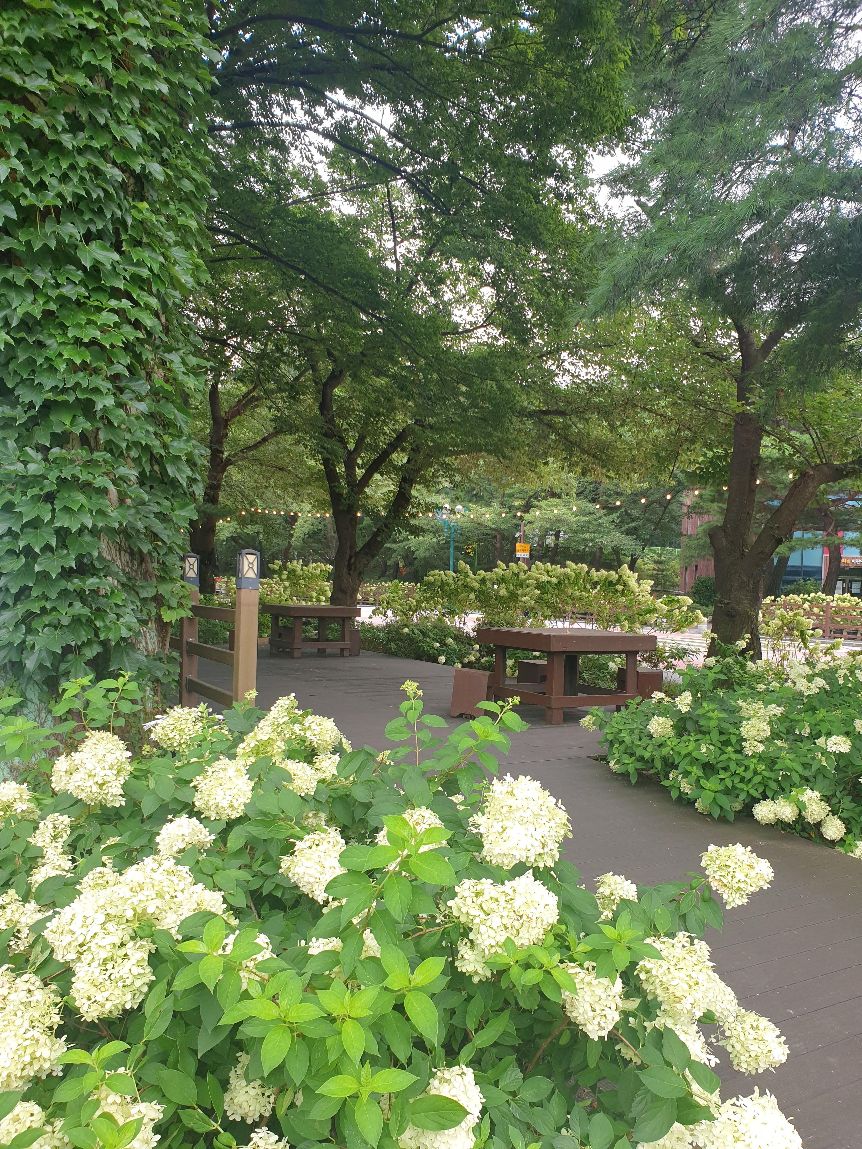 경마공원 수국축제