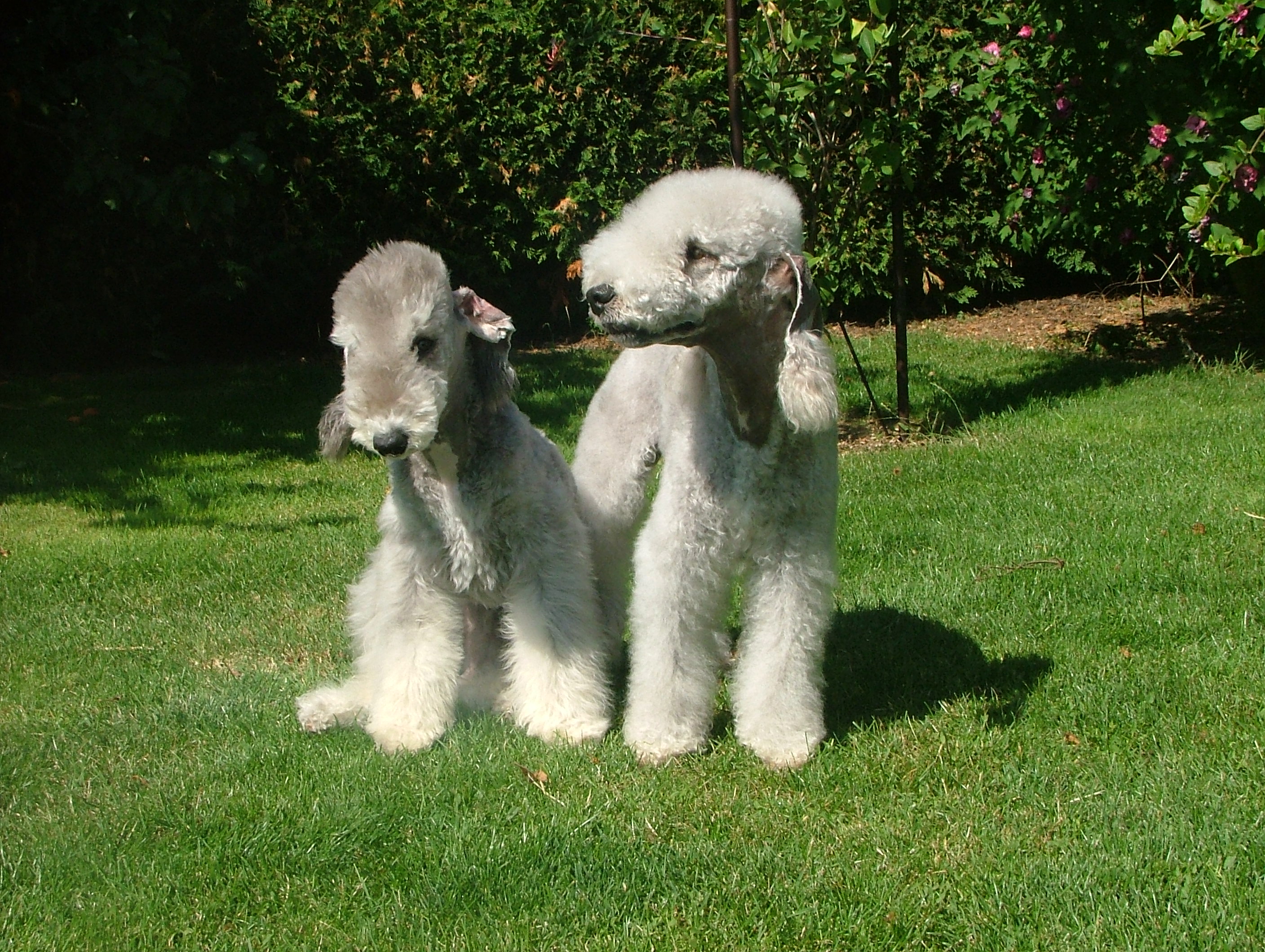  베들링턴 테리어(Bedlington Terrier) 장점 및 단점 역사