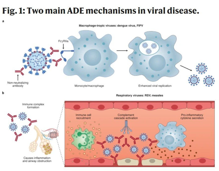 ADE(항체의존면역증강), 백신의 부작용
