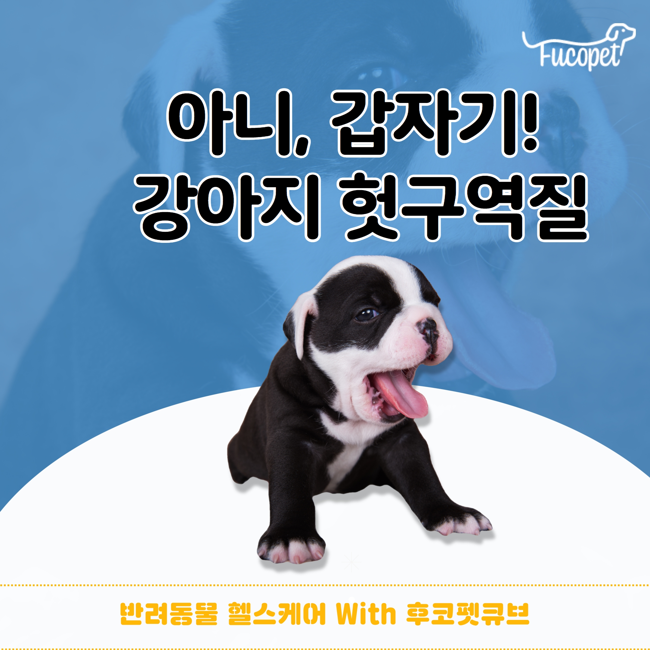  아니, 갑자기!! 강아지 헛구역질 원인