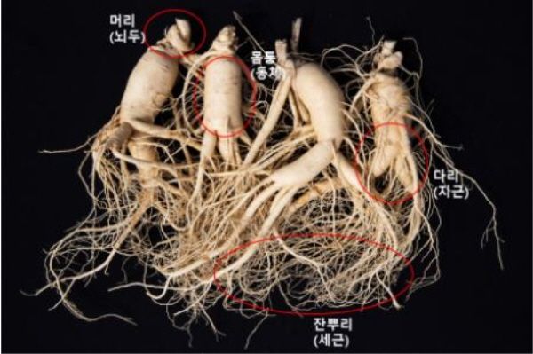  품질 좋은 인삼 고르는 요령과 보관 방법