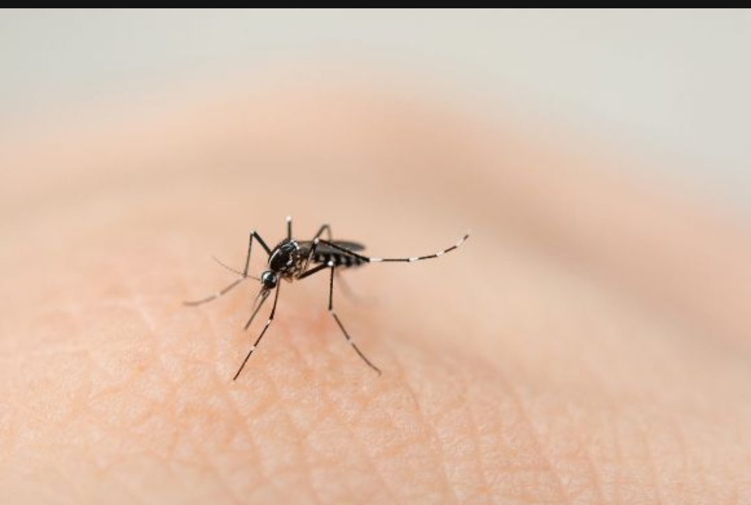  여름 모기는 이제 옛말… 간밤 편히 주무셨나요