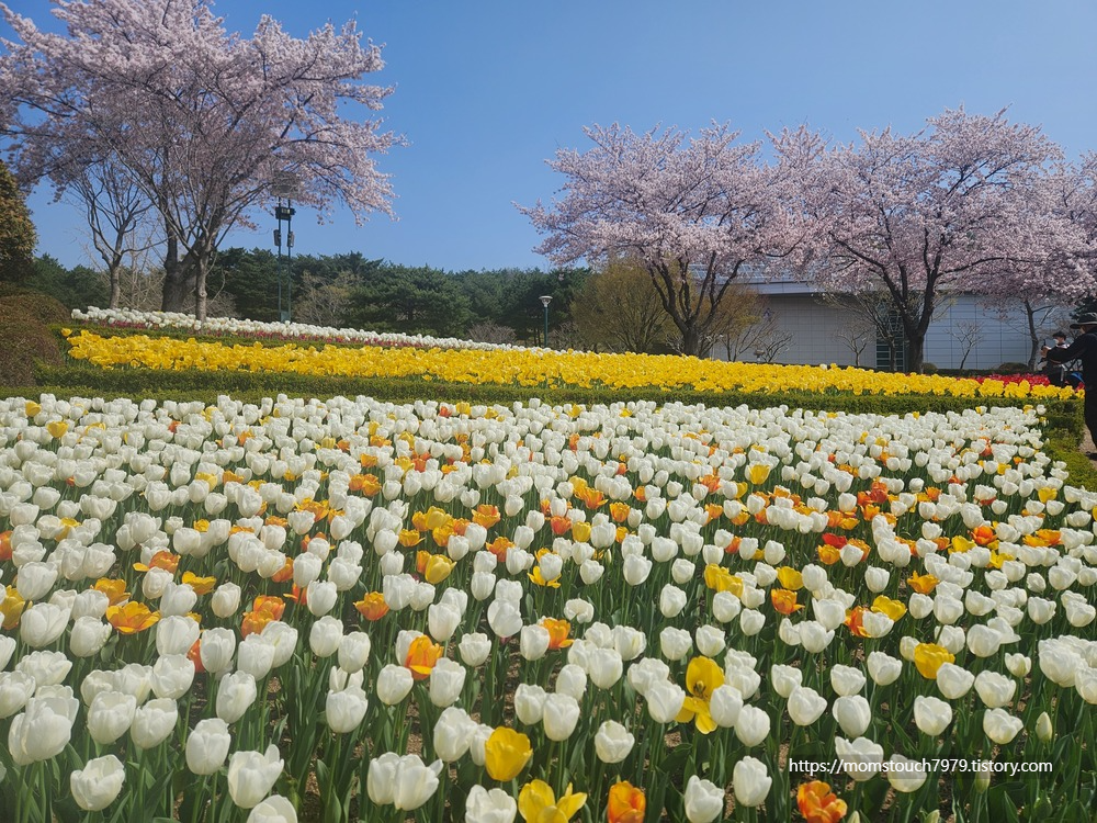 울산대공원 남문 광장 튤립, 벚꽃 자전거 대여로 데이트 즐기기
