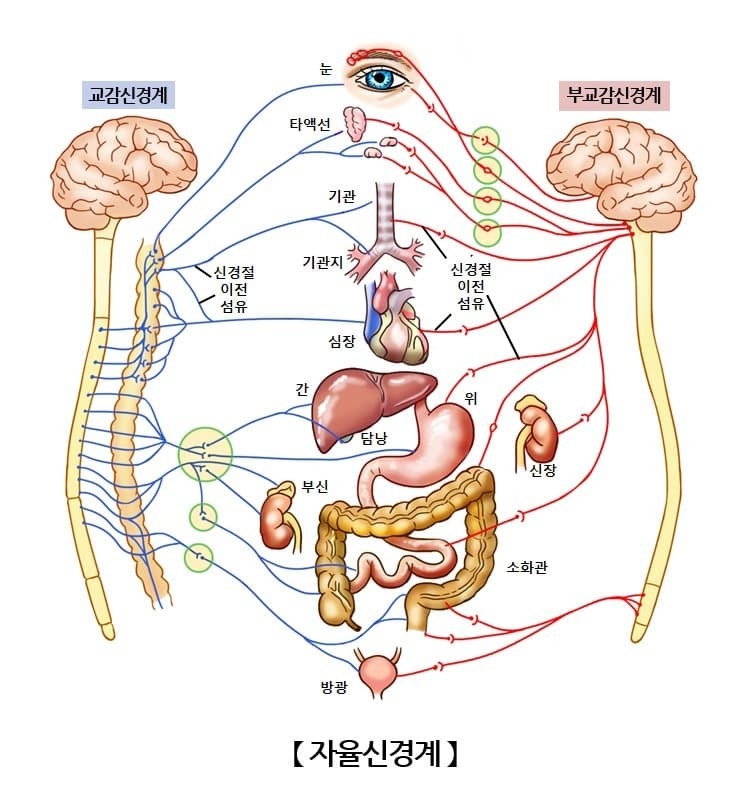 다이어트 할 때 근력운동을 함께 해야하는 이유