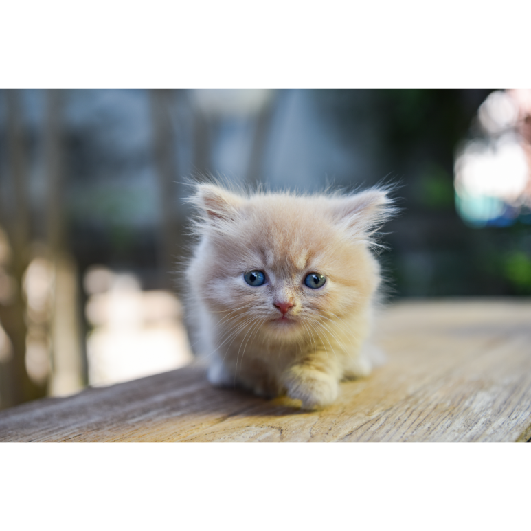 먼치킨 고양이(Munchkin Cat)