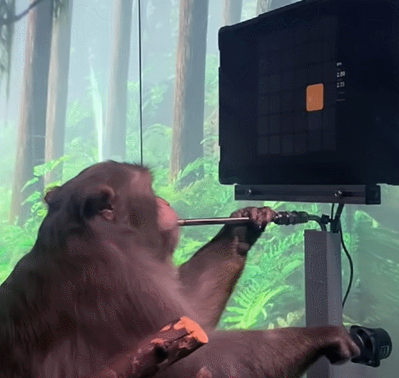 칩 심은 원숭이, 조이스틱 없이 생각만으로 비디오 게임 VIDEO:Elon Musk's Neuralink shows monkey  with brain-chip playing videogame by thinking