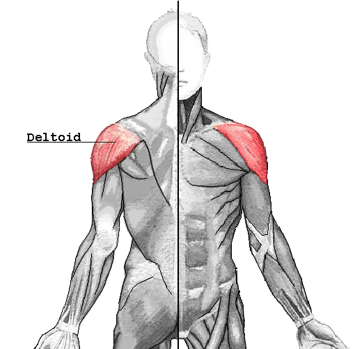 어깨의 근육 삼각근 : Deltoid muscle 에 대해 알아보기