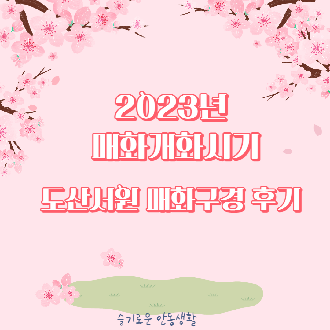  매화 개화시기 & 도산서원 매화구경 후기
