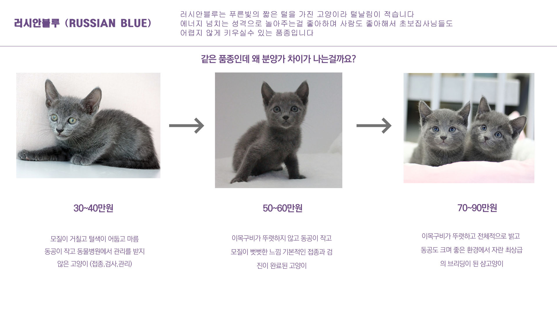  고양이 분양은 어디서 해야 할까?
