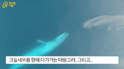  지방을 녹여버리는 크릴오일, 어떻게 고르고 먹을까?(고래 건강비결)