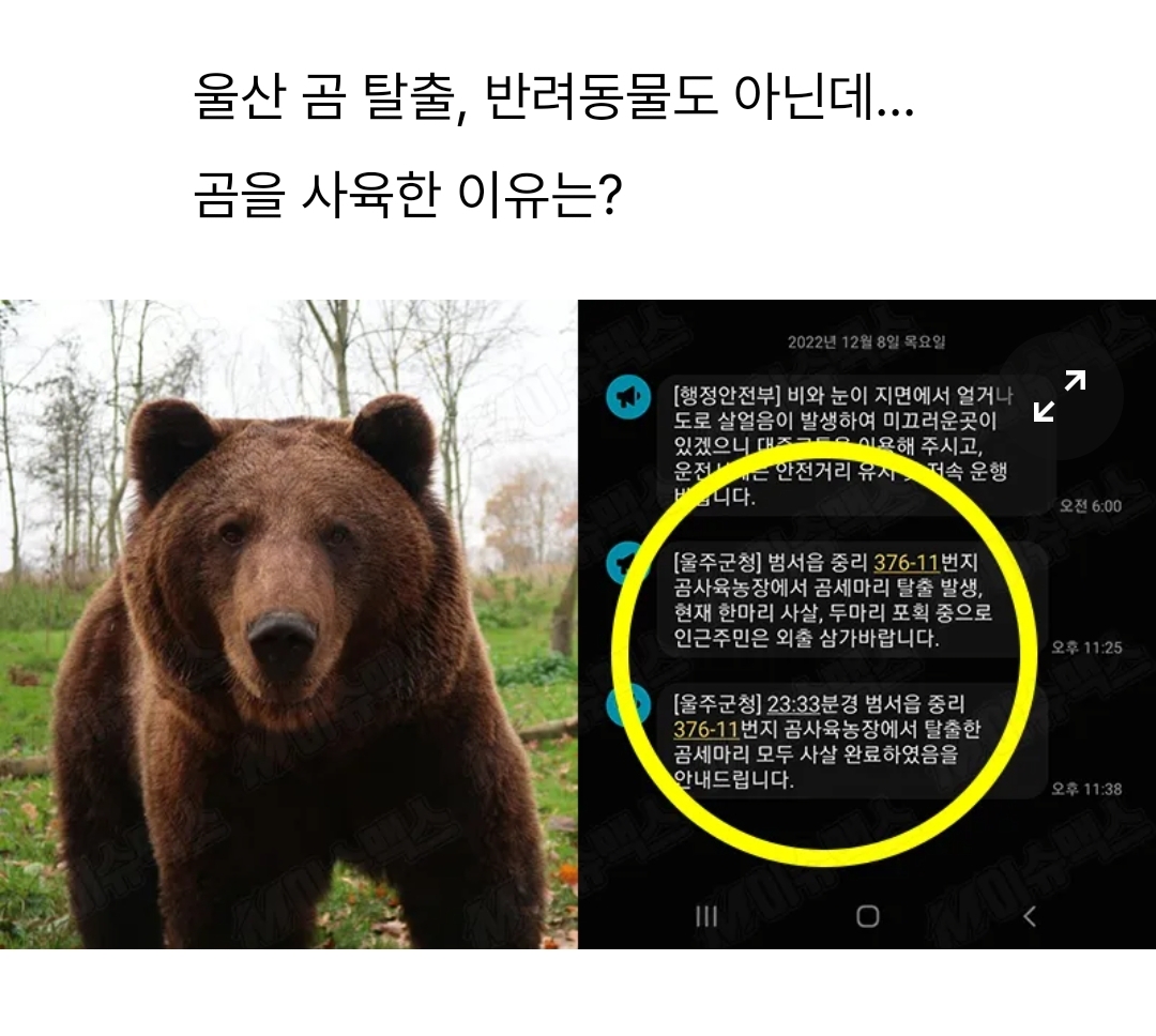  “한 마리 더 있다” 울산 곰 탈출…주인 부부는 숨진 채 발견