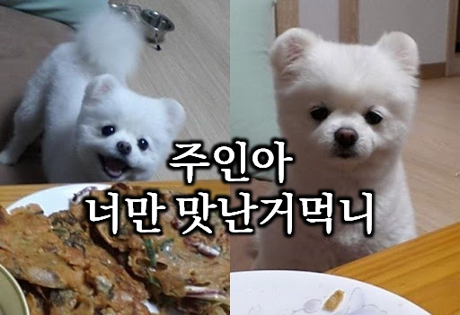  건강한 반려동물을 위한 인기 수제간식 20가지