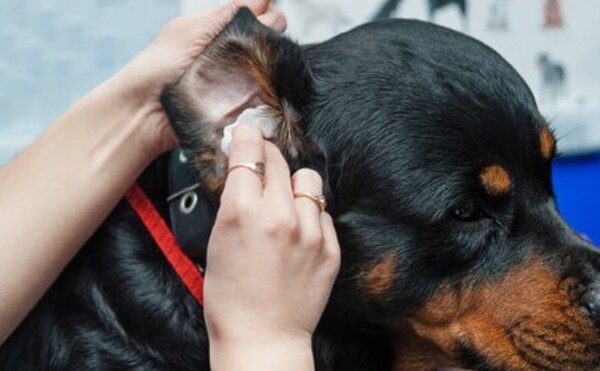 강아지 질병 중 2. 귀 염증 증상 및 예방법