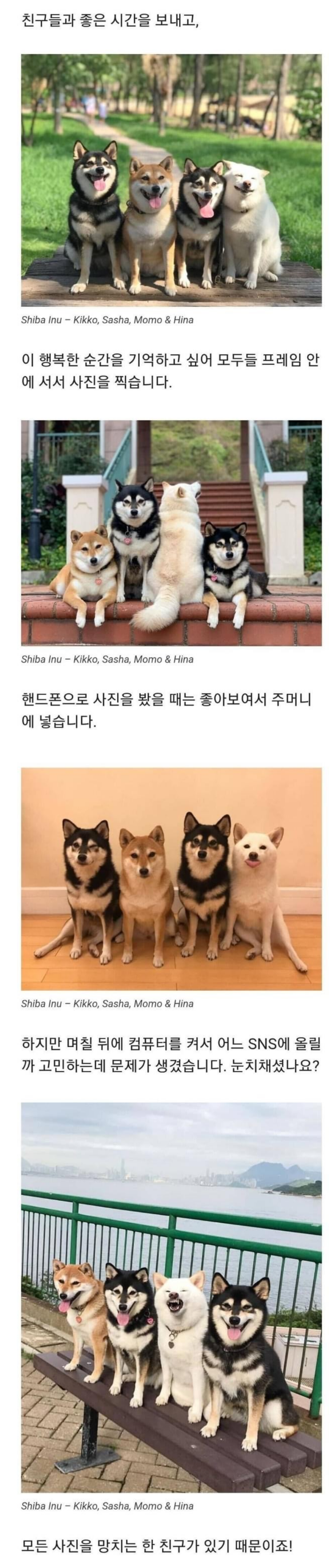  단체사진 망치는 흰둥이 시바견