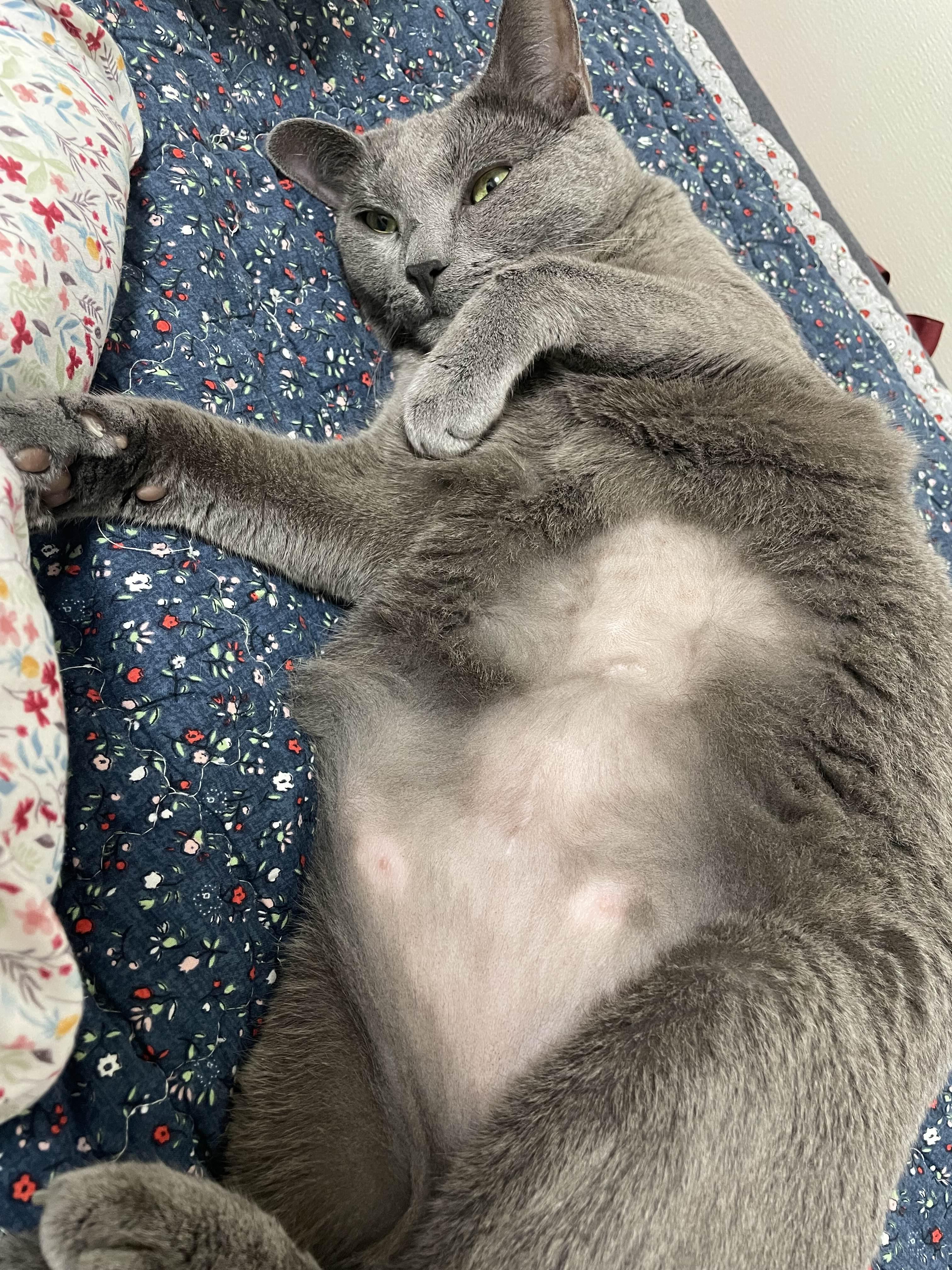  고양이 수면탐구