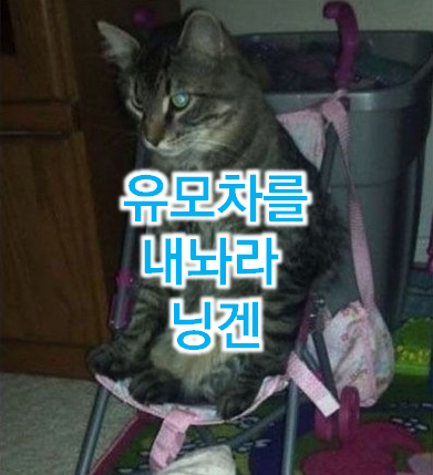  자식같은 우리 반려동물을 위한 유모차 인기순위 (강아지유모차, 개모차)
