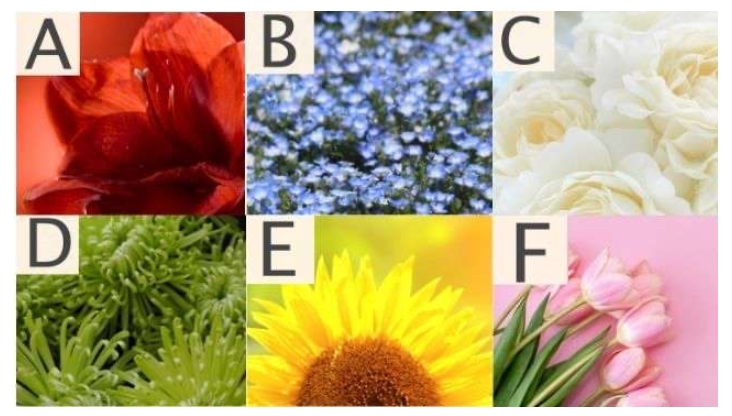 색운세~ 좋아하는 꽃을 골라 알 수 있는 당신의 성격이나 연애운이란!?