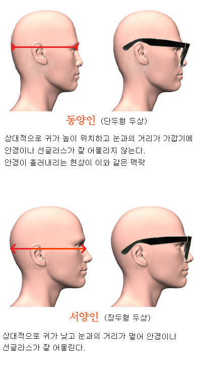  장두형과 단두형 두상