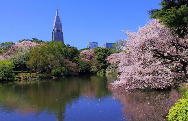 일본 도쿄 신주쿠의 국민 공원 벚꽃 명소 신주쿠 교엔(新宿御苑) 의 벚꽃들