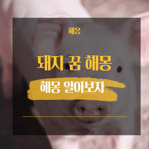  돼지 꿈 해몽 알아보기 42가지 [ 새끼 검은 맷돼지 훔치는 밥주는 ]