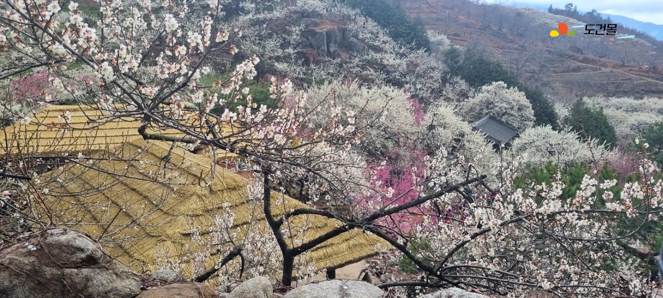 2023 광양매화축제 봄꽃축제 매화마을 광양가볼만한 곳