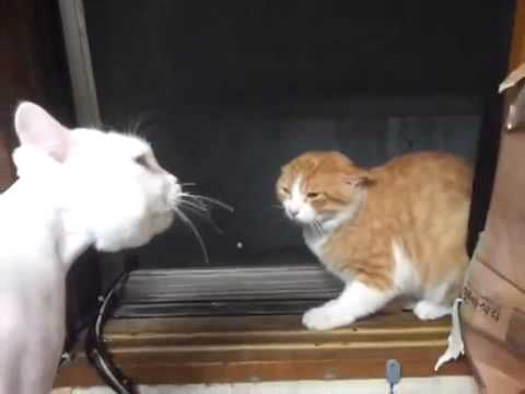  할머니성대모사 하는 김예지 feat. 오징어사와  고양이