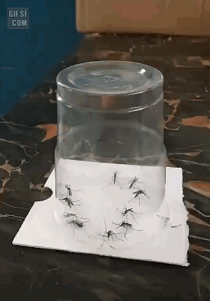 반려동물, 아가, 인체에 무해한 모기트랩 20선