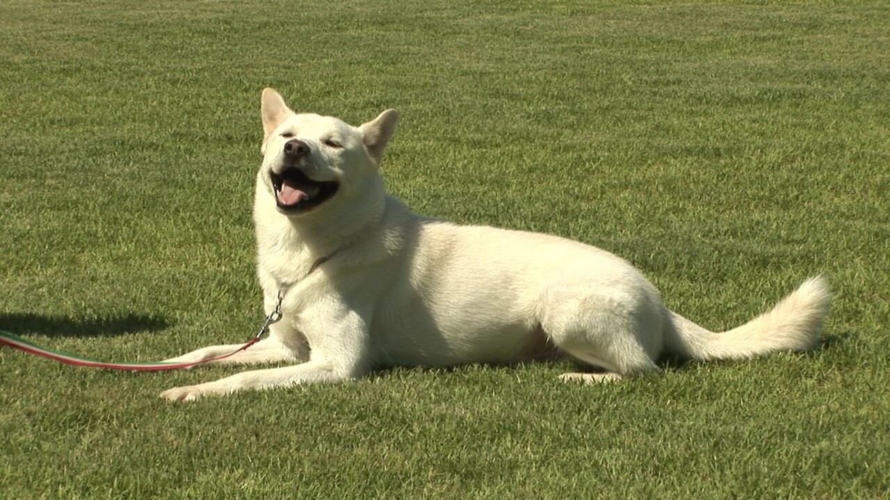  진돗개(Jindo Dog) 장점 및 단점 역사