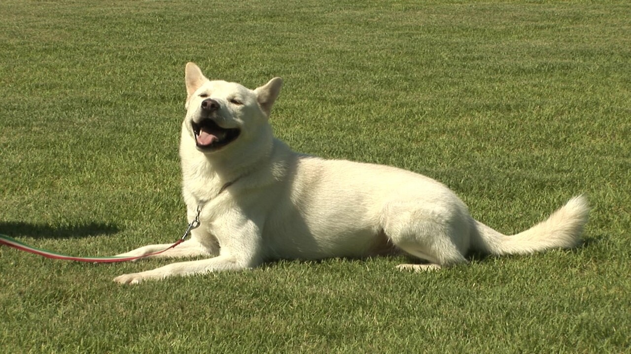 진돗개(Jindo Dog) 장점 및 단점 역사