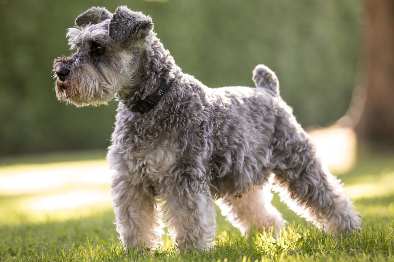  미니어처 슈나우저(Miniature Schnauzer) 장점,단점,역사
