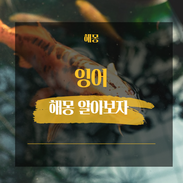 잉어 꿈 해몽 모음 36가지