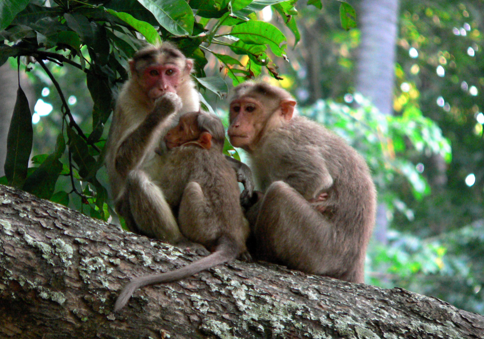 말레이시아 이주기(모기, 바퀴벌레 그리고 원숭이 2007.11.29)
