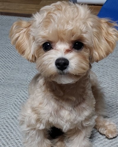  말티푸 이찌 10개월 몸무게 및 성장 이야기