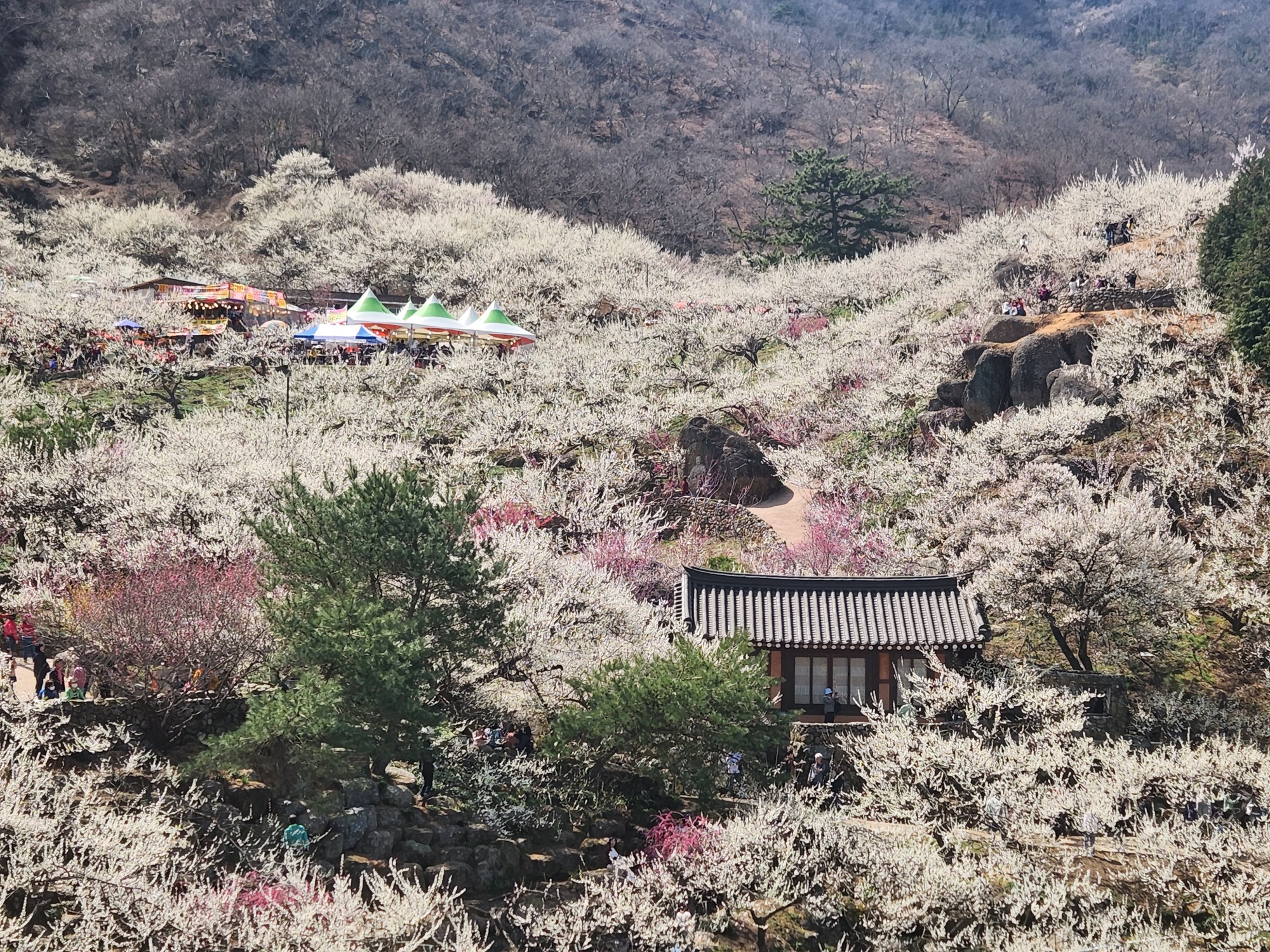  광양매화축제 섬진강 따라 만개한 매화마을 풍경