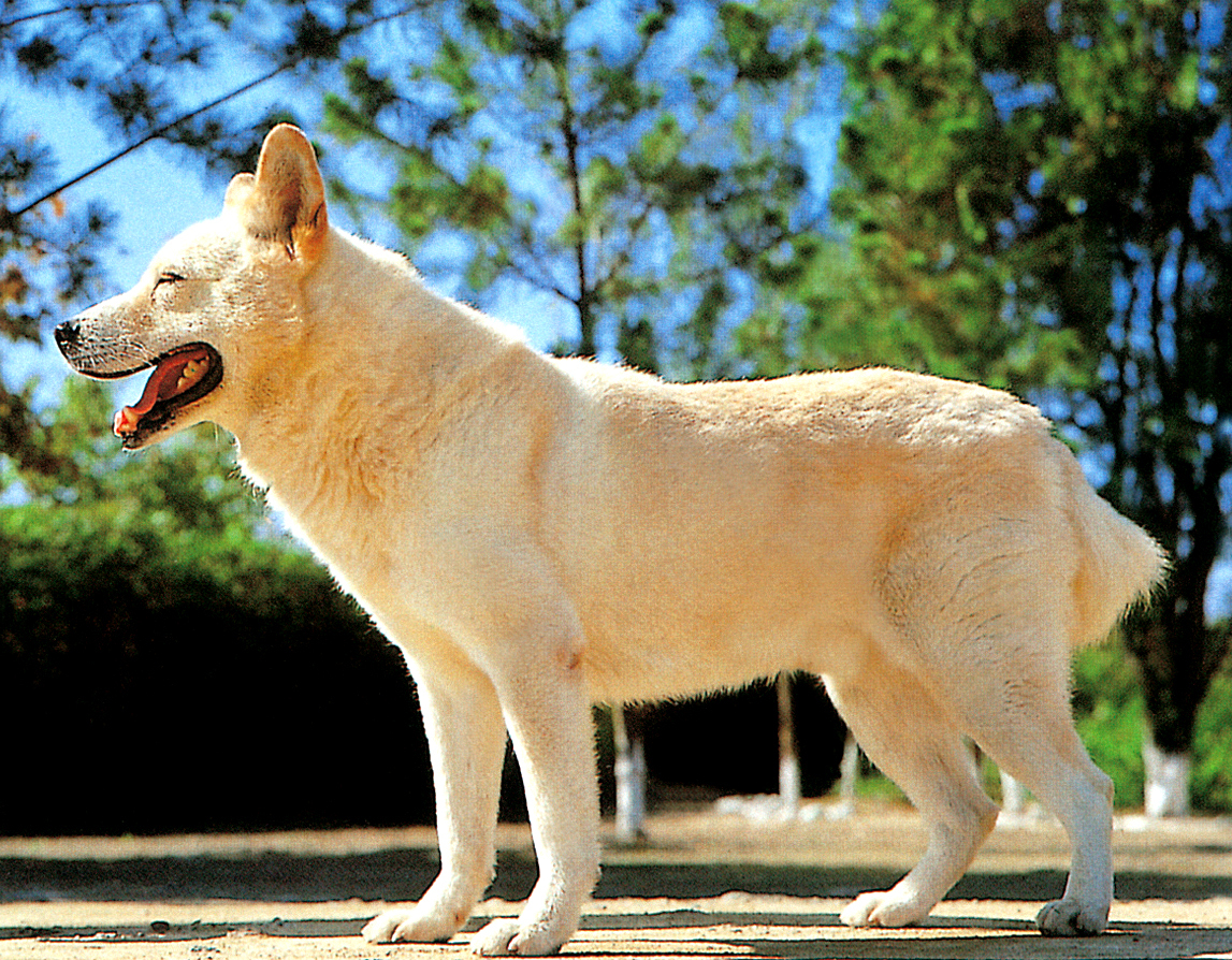 풍산개(Poongsan Dog) 장점 및 단점 역사