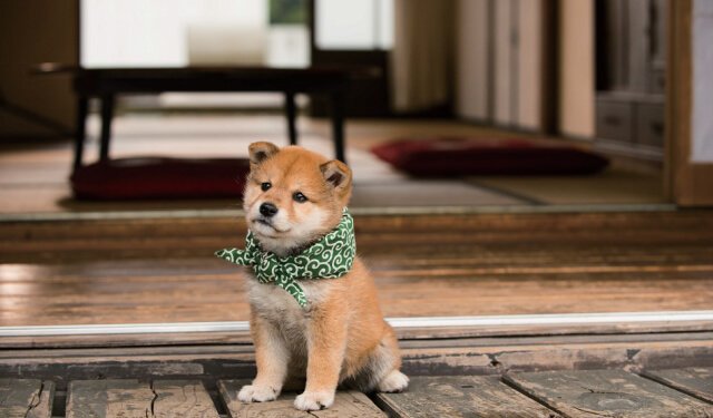  시바 이누 (시바견,Shiba Inu) 장점 및 단점 역사