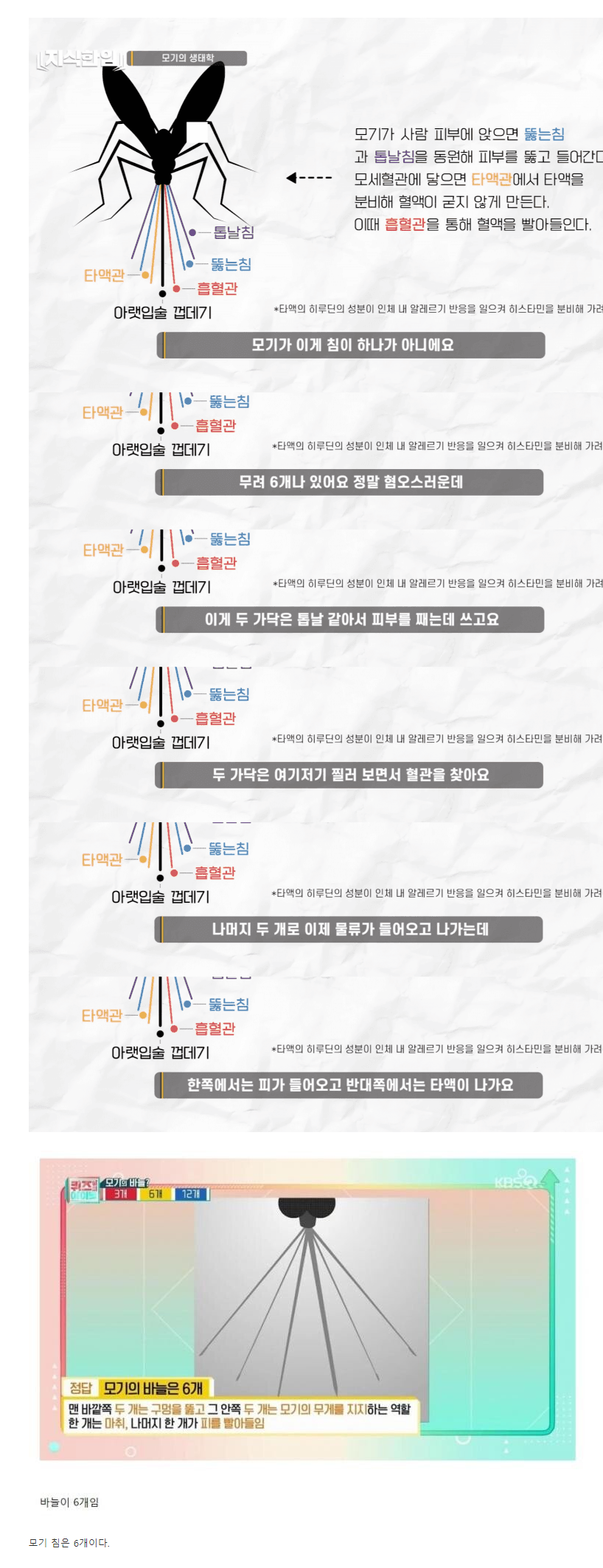  모기 침의 비밀