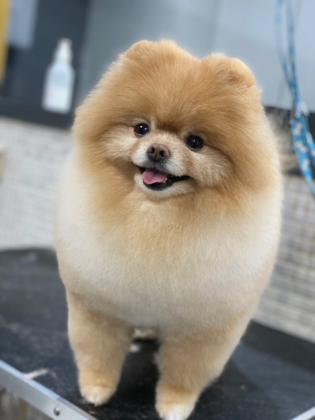 포메라니안(Pomeranian) 장점 및 단점 역사