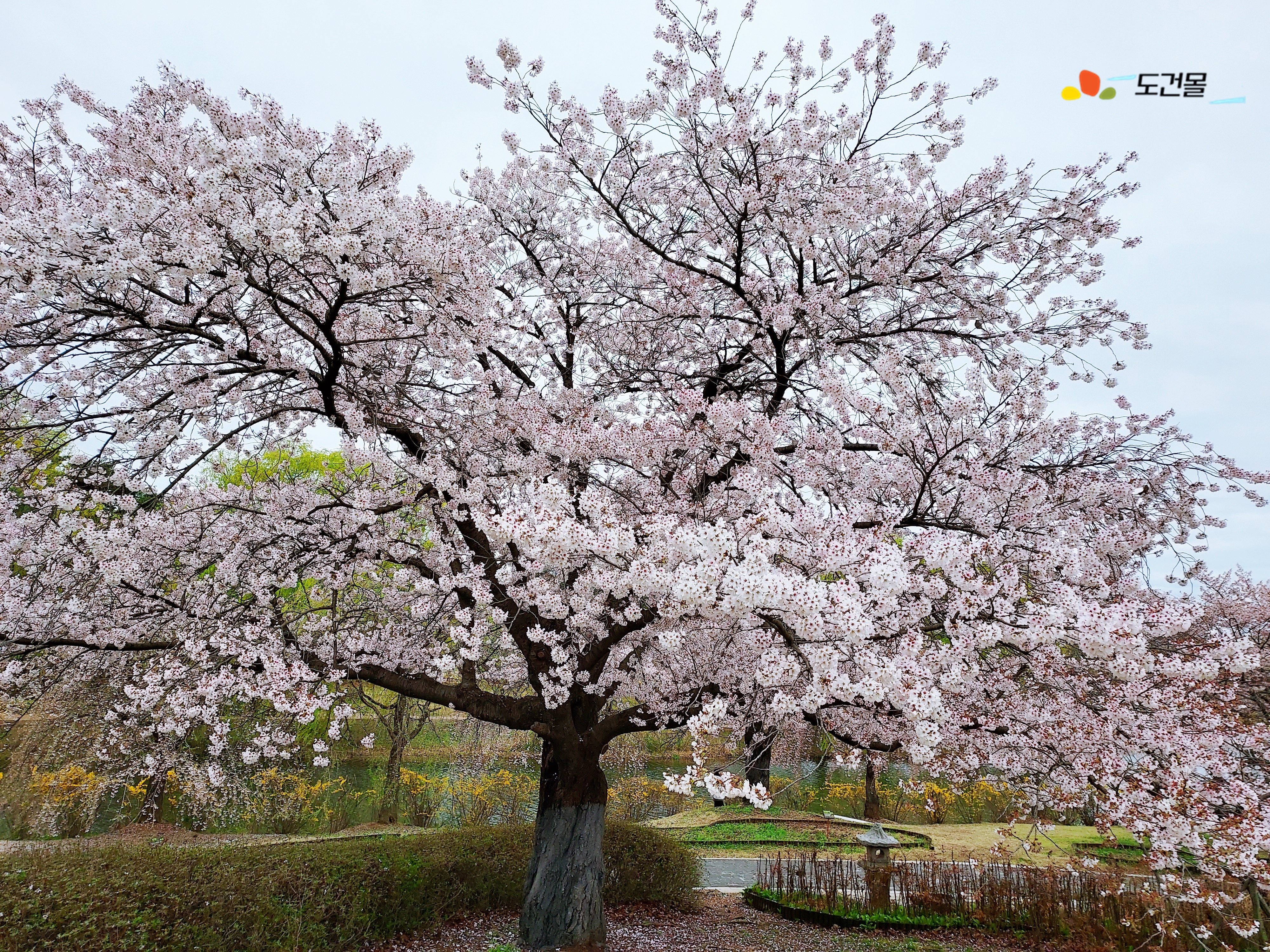 일산호수공원 달맞이섬 월파정 주변 환상적인 벚꽃 즐기기