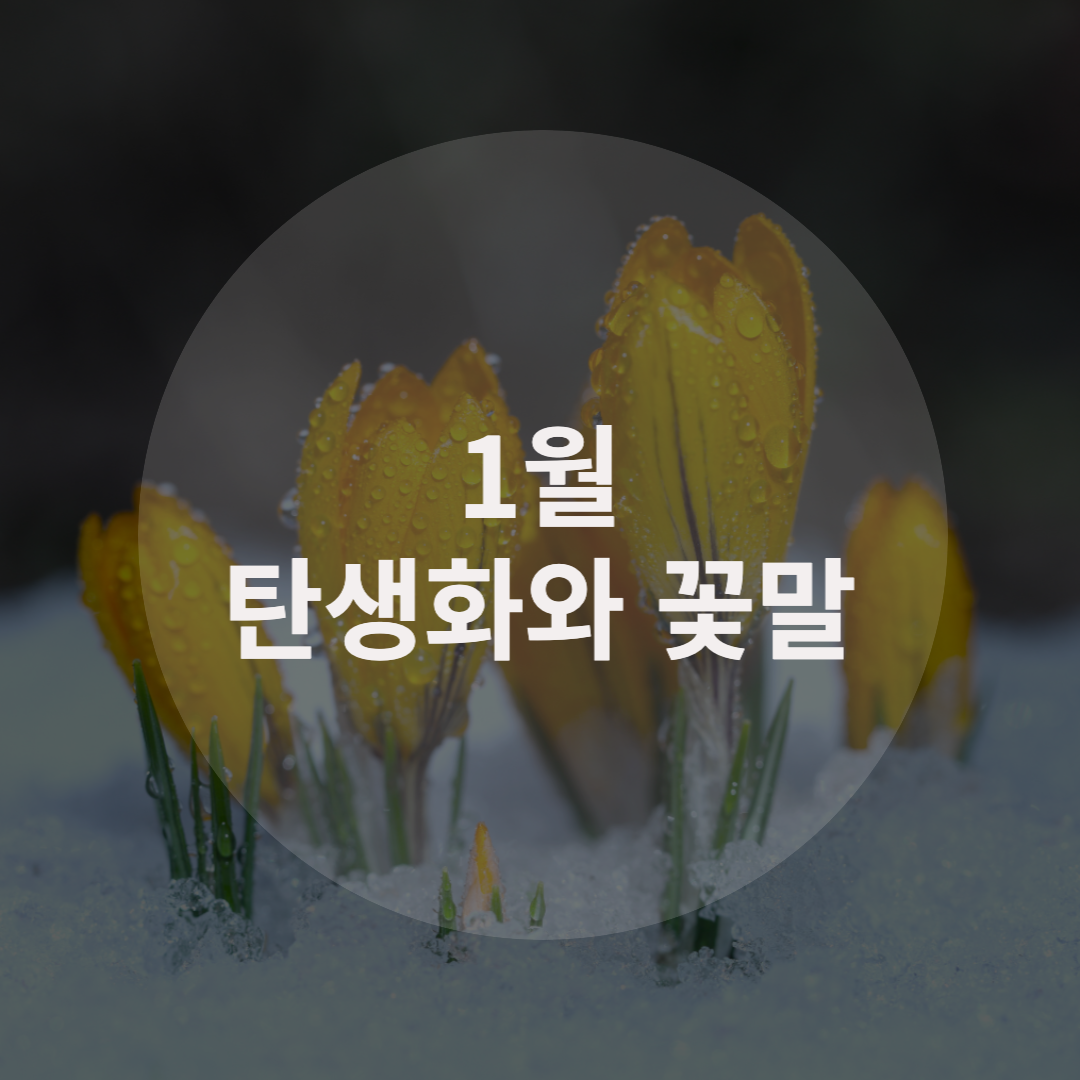  1월 탄생화와 꽃말을 알아보자
