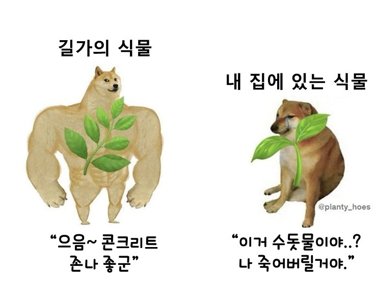  밖에서 잘크던 식물. 집에 오기만 하면 비실비실 죽는 이유 알려줌